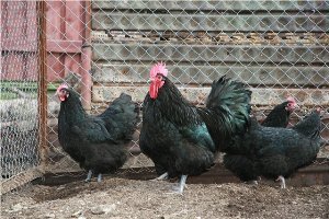 Порода курей Панциревская   чорні чи білі – не важливо