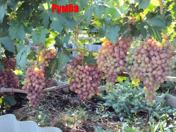 Виноград Румба: опис сорту, догляд, посадка і фото