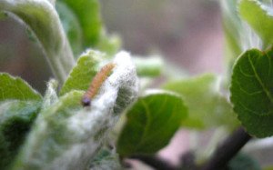 Обробка яблунь навесні – захищаємо урожай від шкідників! + Відео