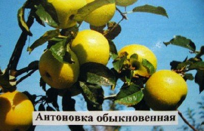 Незабутній аромат і смак плодів має яблуня Антонівка звичайна