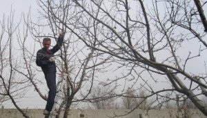 Обрізка дерев влітку – особливості літнього укорочення + Відео Обрізка дерев влітку – особливості літнього укорочення + Відео