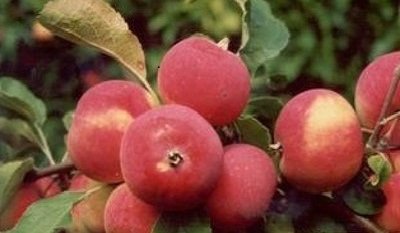 Яблуня Алтайське Румяне   опис сорту, посадка і догляд