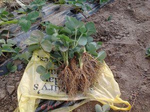 Вирощування суниці у відкритому грунті – ази для новачків + відео