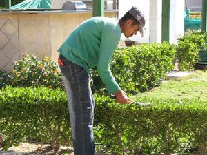 Як оформляється живопліт з ялівцю і хвойних? + відео Як оформляється живопліт з ялівцю і хвойних? + відео