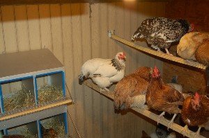 Як правильно побудувати теплий домашній курник своїми руками?