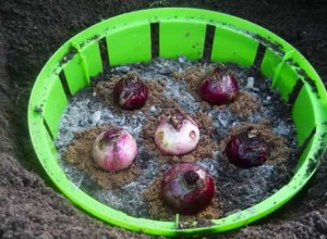 Посадка гіацинтів навесні – підготовка ґрунту і висаджування рослин + відео