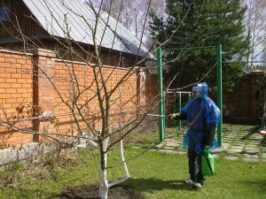 Догляд за яблунею навесні – пересадка, підживлення добрива + відео Догляд за яблунею навесні – пересадка, підживлення добрива + відео