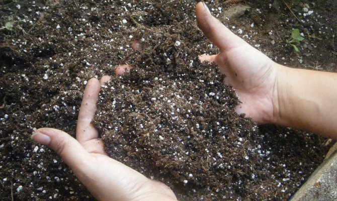 Добриво селітра – застосування аміачної і калійної підживлення + Відео