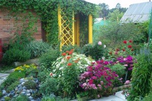 Домашнє квітникарство і присадибне – що потрібно знати любителю? + відео