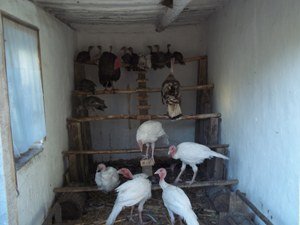 Колигрануломатоз вражає всі внутрішні органи у птахів