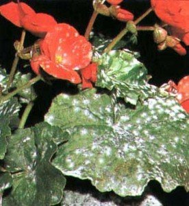 Домашнє квітникарство і присадибне – що потрібно знати любителю? + відео