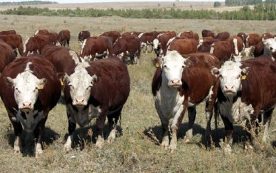 Герефордська порода корів: характеристика, історія, харчування, утримання і фото