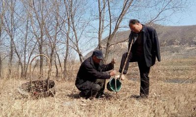 Доступно і інформативно про яблунях сорти Уэлси