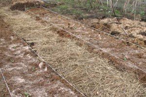 Капуста кольрабі: посадка і догляд для швидкого росту і врожаю + відео