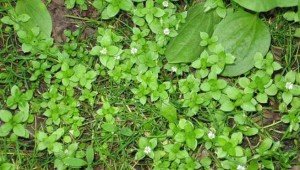 Типи грунтів і їх характеристики – найважливіша інформація + відео