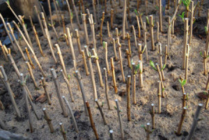 Посадка бузку навесні і грамотний догляд за кущами для їх росту + відео