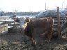 Як побудувати сарай для биків – зводимо будинок для великої худоби + Відео