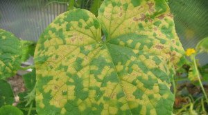 Вирощування огірків у відкритому грунті – хитрощі, прийоми + відео