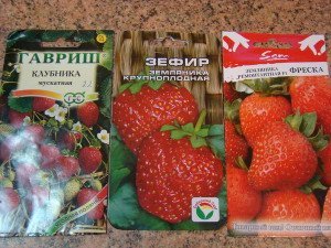 Розсада полуниці з насіння і розеток – способи вдалою розсади + Відео