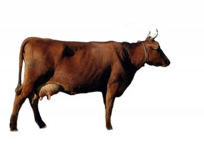 Червона степова порода корів: характеристика, особливості, вакцинація та фото