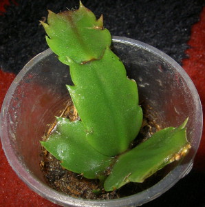 Квітка Різдвяник – догляд та вирощування + Відео