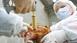 Віспа готова вразити всі ваших птахів