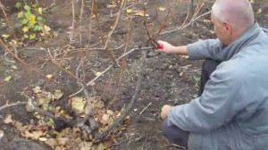 Обрізка винограду восени і підготовка куща до заморозків + відео