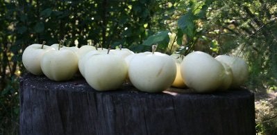 Папіровка   раннєлітній і високоврожайний сорт яблуні