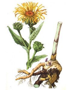 Оман – лікувальні властивості і протипоказання + відео