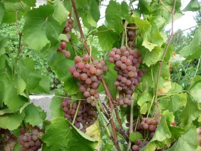Кращі сорти винограду, які створила Красохина С. В.