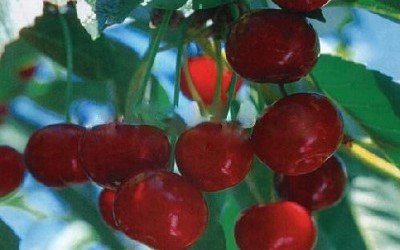 Великоплідна і солодка вишня Живиця порадує регулярним урожаєм