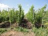 Які види шпалер для винограду бувають і як вибрати підходящий? + відео