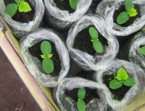 Вирощування огірків в теплиці – вибір сорту і посадка розсади! + відео