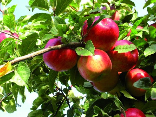 Осінні яблука Прима: як отримати хороший урожай?