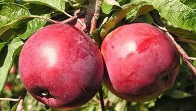 Регулярний урожай і довгі строки зберігання яблук сорту Антей