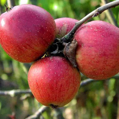 Яблуня Орлик: опис та фото сорту, боротьба з шкідниками і хворобами