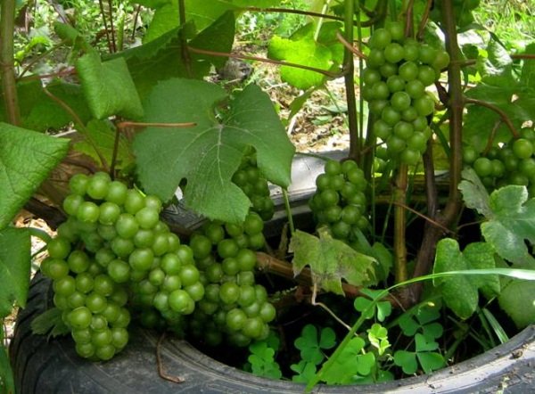 Виноград Супага: опис сорту, боротьба з шкідниками і фото