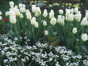 Можна садити тюльпани навесні і як забезпечити квітам догляд? + відео