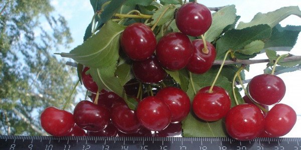 Вишня Маяк   довгожитель серед вишень, опис сорту та фото