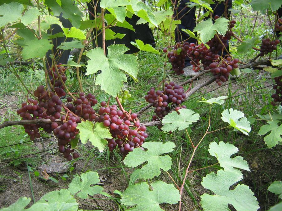 Виноград російський ранній опис сорту з фото