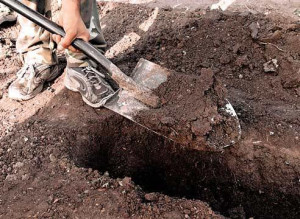 Які чагарники для живоплоту краще вибрати? + відео