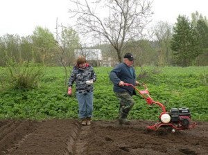 Добрива для городу навесні – допомагаємо рослинам набрати чинності + Відео