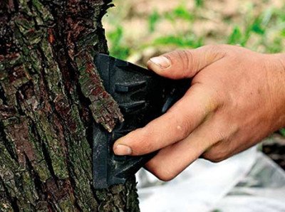 Коричне нове   невибагливий, стійкий до хвороб сорт яблуні