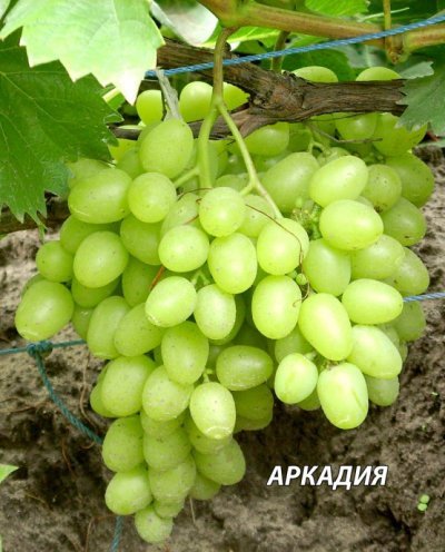 Виноград Аркадія: характеристика, опис сорту, догляд, врожайність і фото