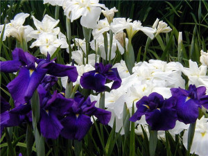 Посадка ірисів навесні – що потрібно для швидкого росту рослин? + відео