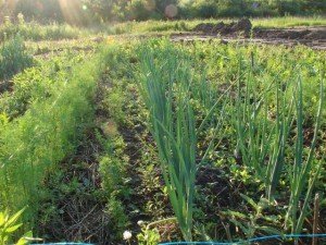 Правильна посадка овочів – що слід враховувати садівникові? + відео Правильна посадка овочів – що слід враховувати садівникові? + відео