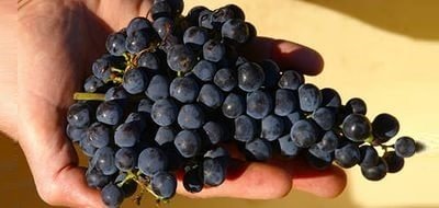 Виноград Мальбек: опис сорту, фото і як правильно захистити врожай?
