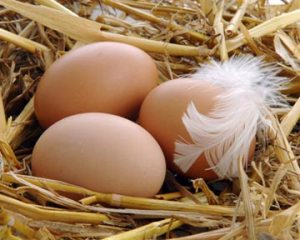 Порода курей Лангшан   багато якісного і смачного мяса з Китаю