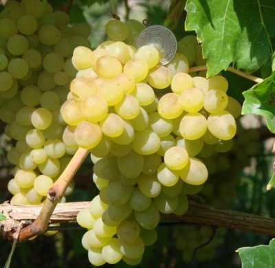 Виноград Кишмиш 342: опис, вирощування та фото сорту