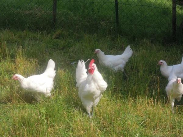 Бресс Гальські французькі кури бройлери більше не потрібні